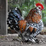 De Kruishoeve 3*