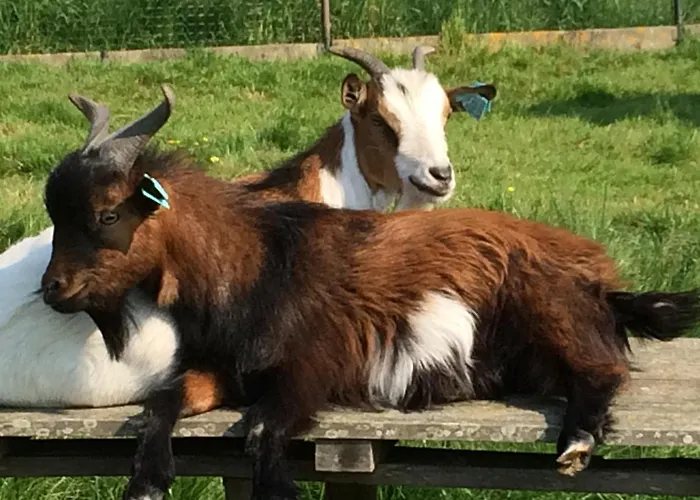 ホテル De Kruishoeve デ ハーン